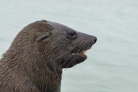 Cape fur seal, Arctocephalus pusillus, portrait, in Namibiaの写真素材