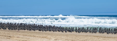 Namibia, thousands of cormorants on the shore, Skeleton coast