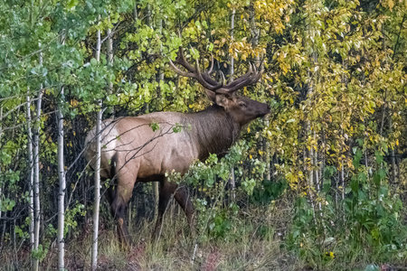 A wapiti, or elk, male standing in the forest in Yukon, Canadaの写真素材