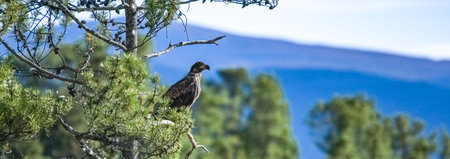 A juvenile bald eagle perching on a tree in Alaska, looking for a prey