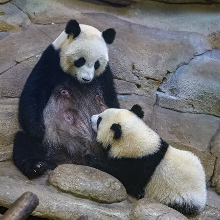 A giant panda, a cute baby panda breast-feeding his motherの写真素材