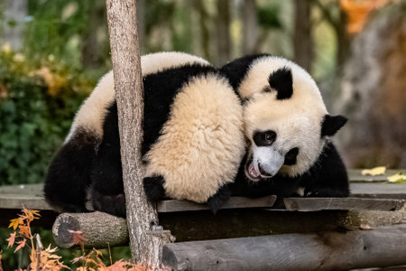 Giant pandas, bear pandas, two babies playing together outdoorsの写真素材