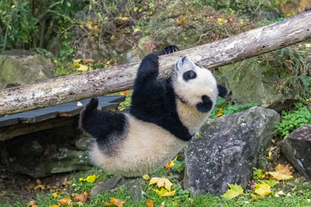 A baby giant panda who plays hanging from a branchの写真素材