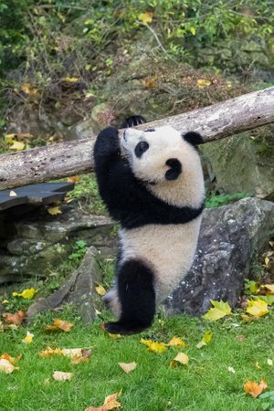 A baby giant panda who plays hanging from a branchの写真素材