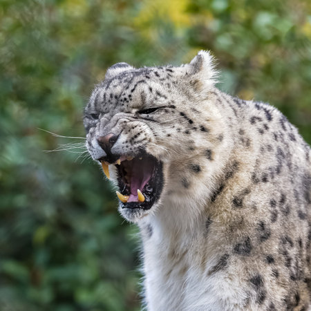 A snow leopard, Panthera uncia, yawning, closeup portraitの写真素材
