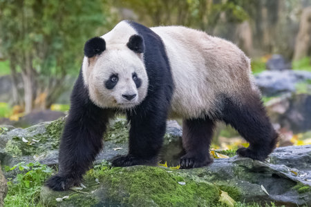 A giant panda walking in the grass, portraitの写真素材