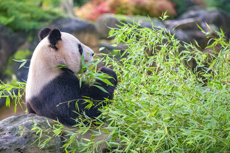 Young giant panda eating bamboo in the grass, portraitの写真素材