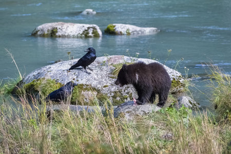 A young grizzly bear fishing salmon in the river in Alaska in fall, with a crow