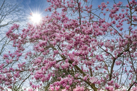 Blossom magnolia pink flowers in Paris, springtimeの写真素材