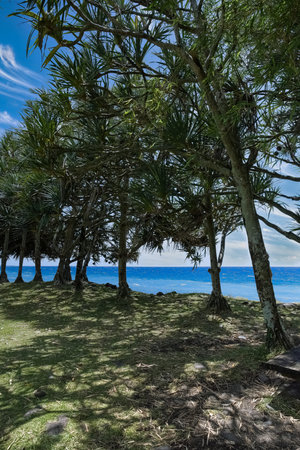 La Reunion island, seascape at Sainte-Rose, palm trees on the coastの写真素材