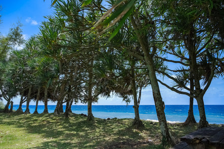 Seascape at Sainte-Rose, palm trees on the coast
