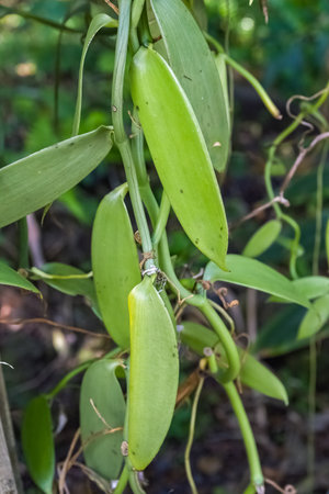 Vanilla plant climbing around a treeの写真素材