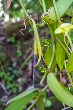 Vanilla pods drying on the lianaの写真素材