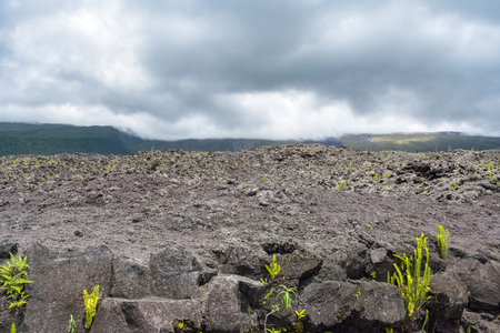 La Reunion island, landscape at Sainte-Rose with solidified lava flow, route des lavesの写真素材