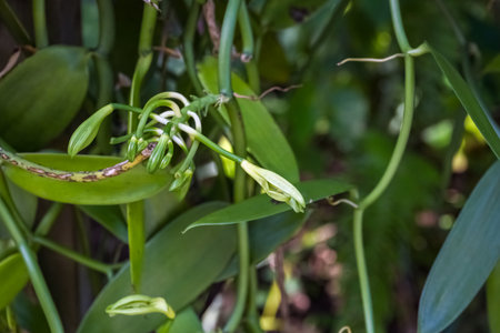 Vanilla flowerの写真素材