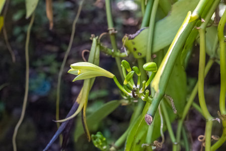 Vanilla in La Reunion in the Indian Ocean, vanilla flowerの写真素材