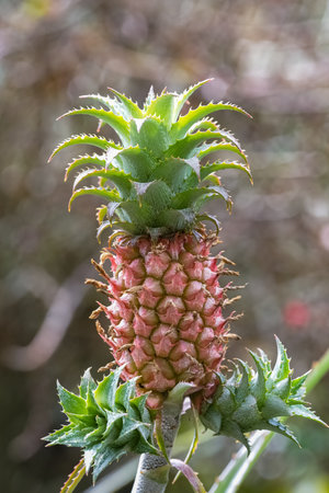 La Reunion island, small pineapple on the plant, exotic fruitの写真素材