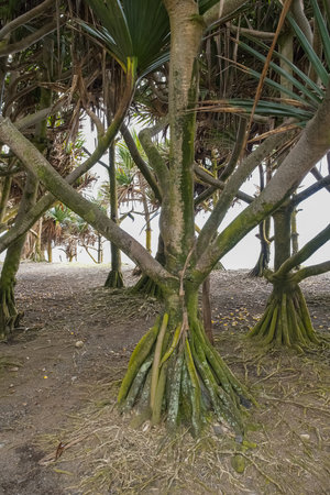 Reunion, pandanus trees, vacoas, on the beach at Saint-Andreの写真素材