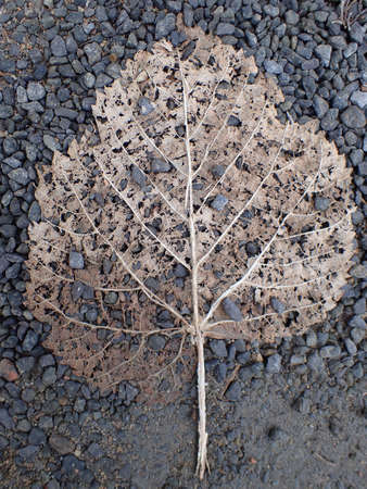Autumn dead leaf on gravel backgroundの写真素材