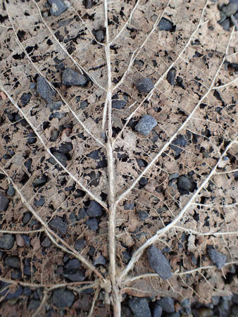 Autumn dead leaf on gravel backgroundの写真素材