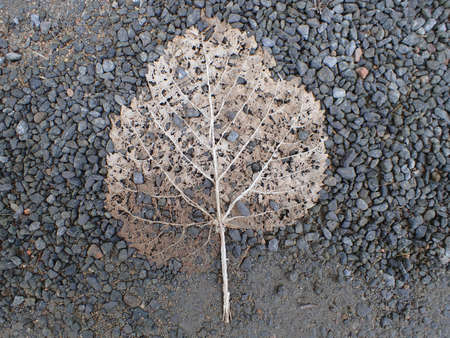 Autumn dead leaf on gravel backgroundの写真素材
