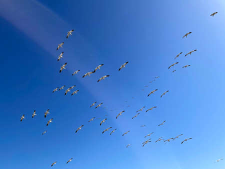 Migrating snow geeseの写真素材