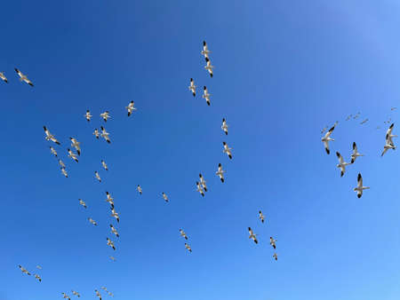 Migrating snow geeseの写真素材