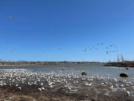 Migrating snow geeseの写真素材