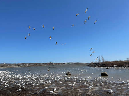 Migrating snow geeseの写真素材