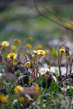 Coltsfoot is a species of herbaceous plants in the Asteraceae family