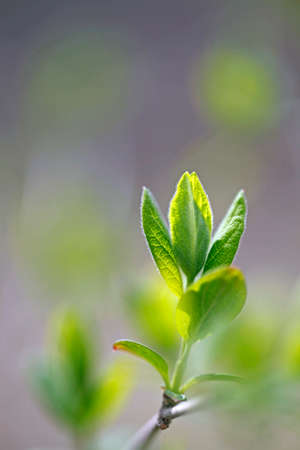 First spring budsの写真素材