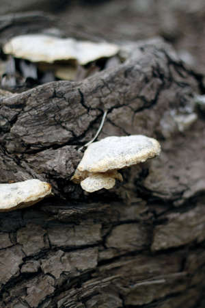 wild mushroom in the forestの写真素材