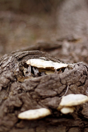 wild mushroom in the forest