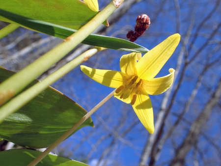 flowers in springの写真素材