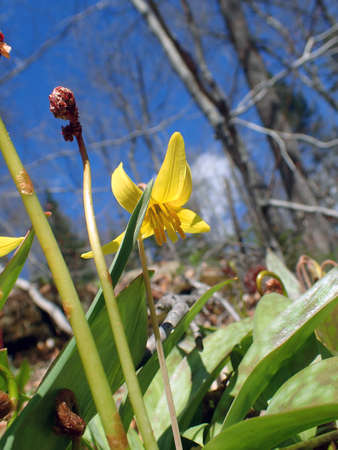 flowers in springの写真素材