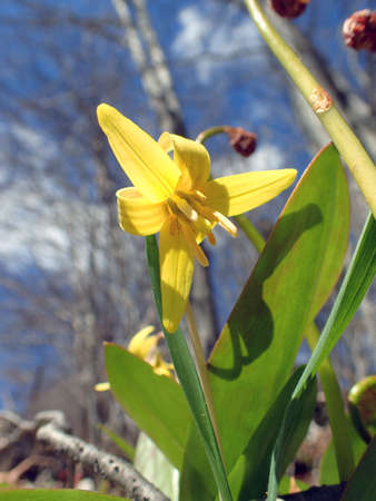 flowers in springの写真素材