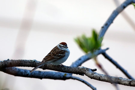 a bunting on a branch