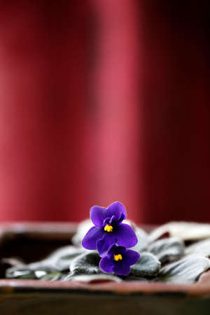 flowers in springの写真素材