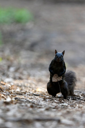 a squirrel in a parkの写真素材