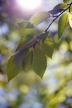the leaves of a birchの写真素材