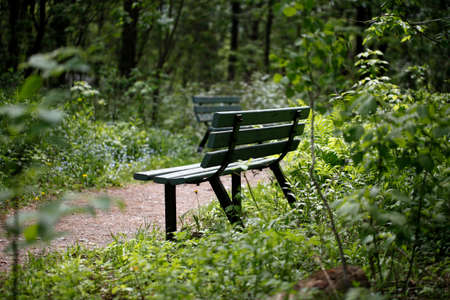 a park bench in summerの写真素材