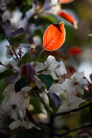 flowers in springの写真素材