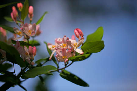 flowers in springの写真素材