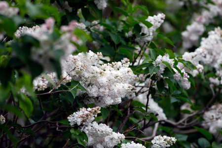 a blooming lilac in springの写真素材