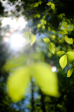 the leaves of a birchの写真素材