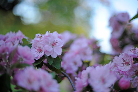 flowers in spring