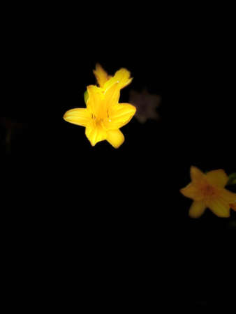 a flower in springの写真素材