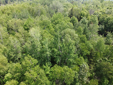 Fly over the treetops of a deciduous forest