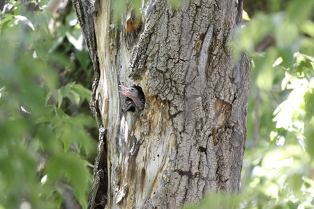 a flaming woodpecker nest with babies