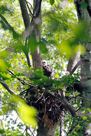 A young red-shouldered hawk in its nestの写真素材